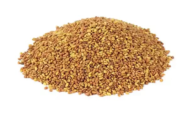 Alfalfa Seeds Medicago Sativa - Luceme Grass Seeds Kuthiraimasal Grass Seeds - Image 1