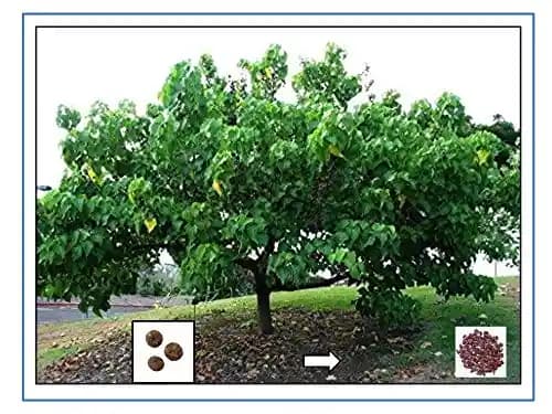RK Seeds- Thespesia populnea, Pacific rosewood seeds - Shisham tree seeds (Thespesia populnea seeds),Pacific rosewood seeds - Image 2