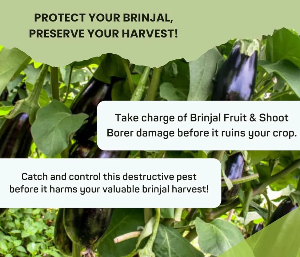 Chipku Pheromone Water Trap With Leucinodes Orbonalis Lure To Catch Brinjal Fruit Shoot Borer Insect, Moth. Useful in Brinjal & Egg Plant - Image 7