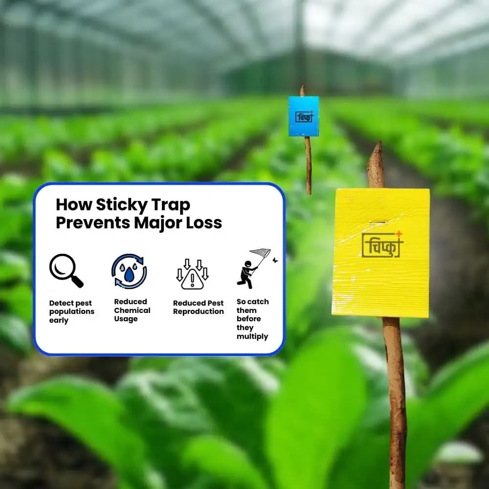Chipku A5 Yellow & Blue Sticky Trap For Insects, For Garden & Agriculture To Control Whiteflies, Aphids, Thrips, Jassids - Image 12