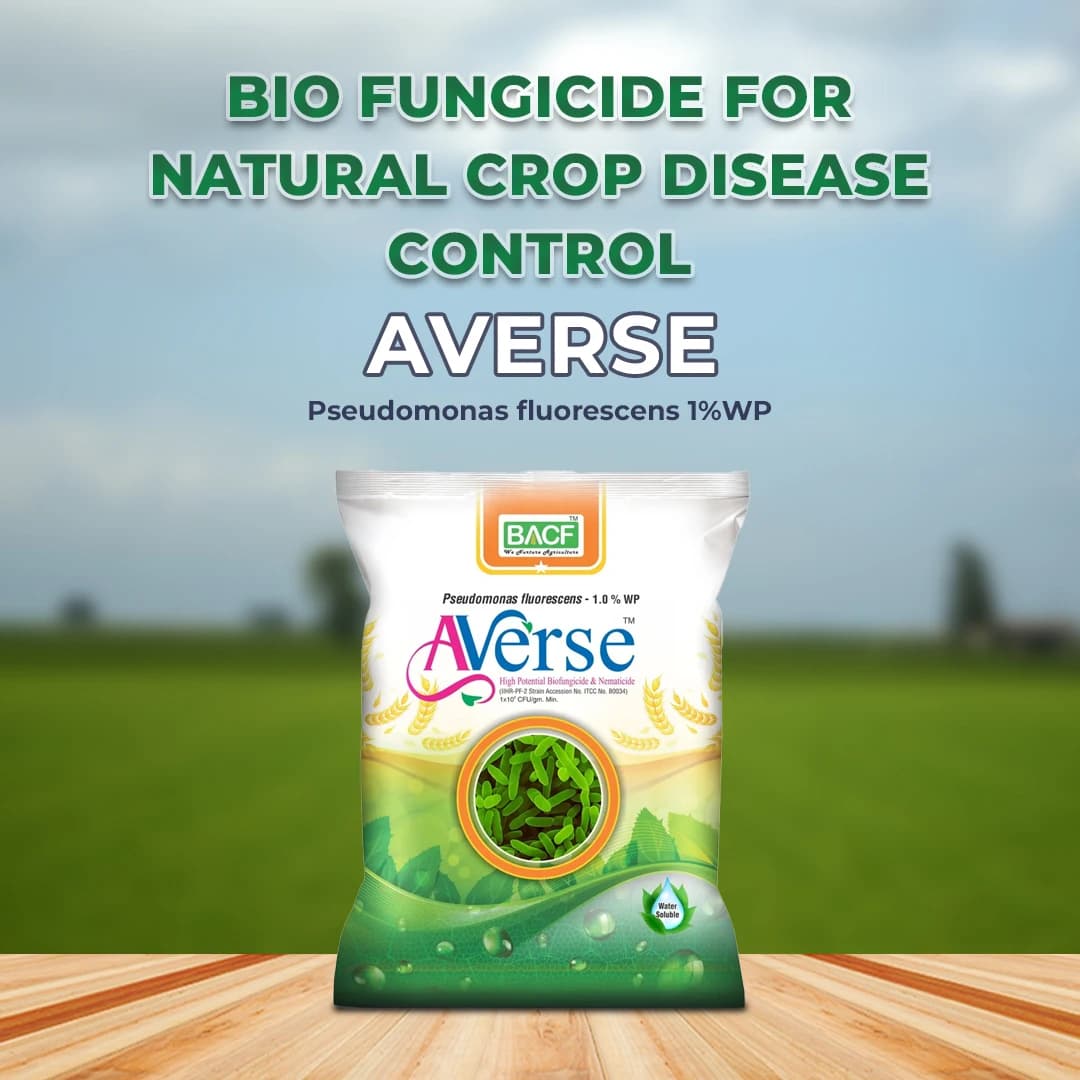 BACF Averse Pseudomonas fluorescens 1%WP Bio Pesticide , Selective Bio-Agent And Effectively Controls Soil-Borne - Image 2