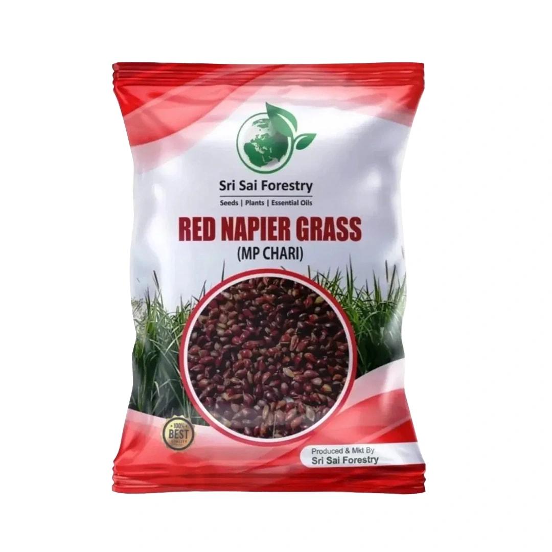 Sri Sai Forestry Red Napier Grass Seeds (MP Chari) Animal Fodder Seeds, For Summer and Rainy Seasons