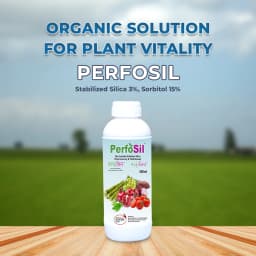 PerfoSil Ecocert Certified Plant Immunity & Yield Booster of Plants, Bio Available Stabilized Silica 3%, Sorbitol 15% 2