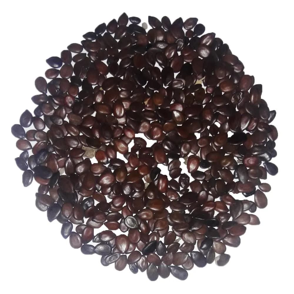 Sri Sai Forestry Subabul Seeds (Leucaena Leucocephala), Safed Babool, Ideal For Fodder Green Manure Plantation And Live Fencing - Image 8