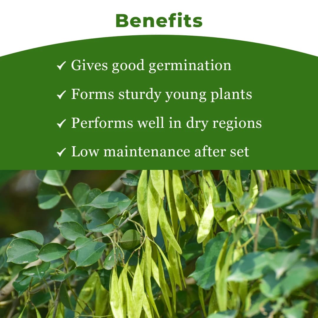 Sri Sai Forestry Shisham (Rosewood) Tree Seeds - Image 4