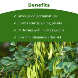 SRI SAI FORESTRY - Shisham Tree Seeds (North Indian Rosewood ) , Hard Tiber Seeds 4