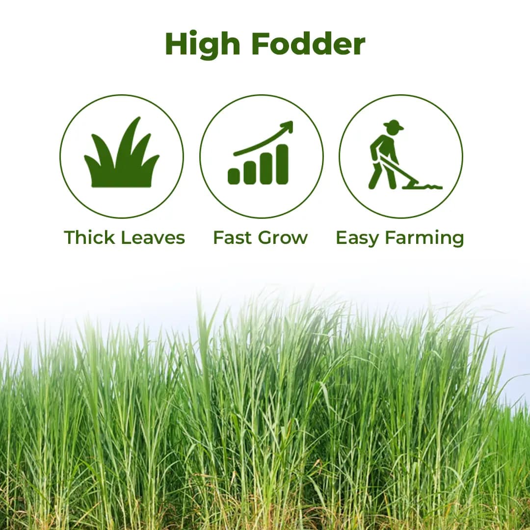 Sri Sai Forestry CSV-33 MF Anant Fodder Grass Seeds, High Yield Multi Cut Grass Seed - Image 3