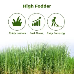 Sri Sai Forestry CSV-33 MF Anant Fodder Grass Seeds, High Yield Multi Cut Grass Seed 3