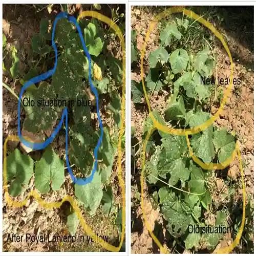 ALBATA Royal Larvend NOCA, SATTVIK and KRUSHI Certified, Non Toxic, Eco friendly.