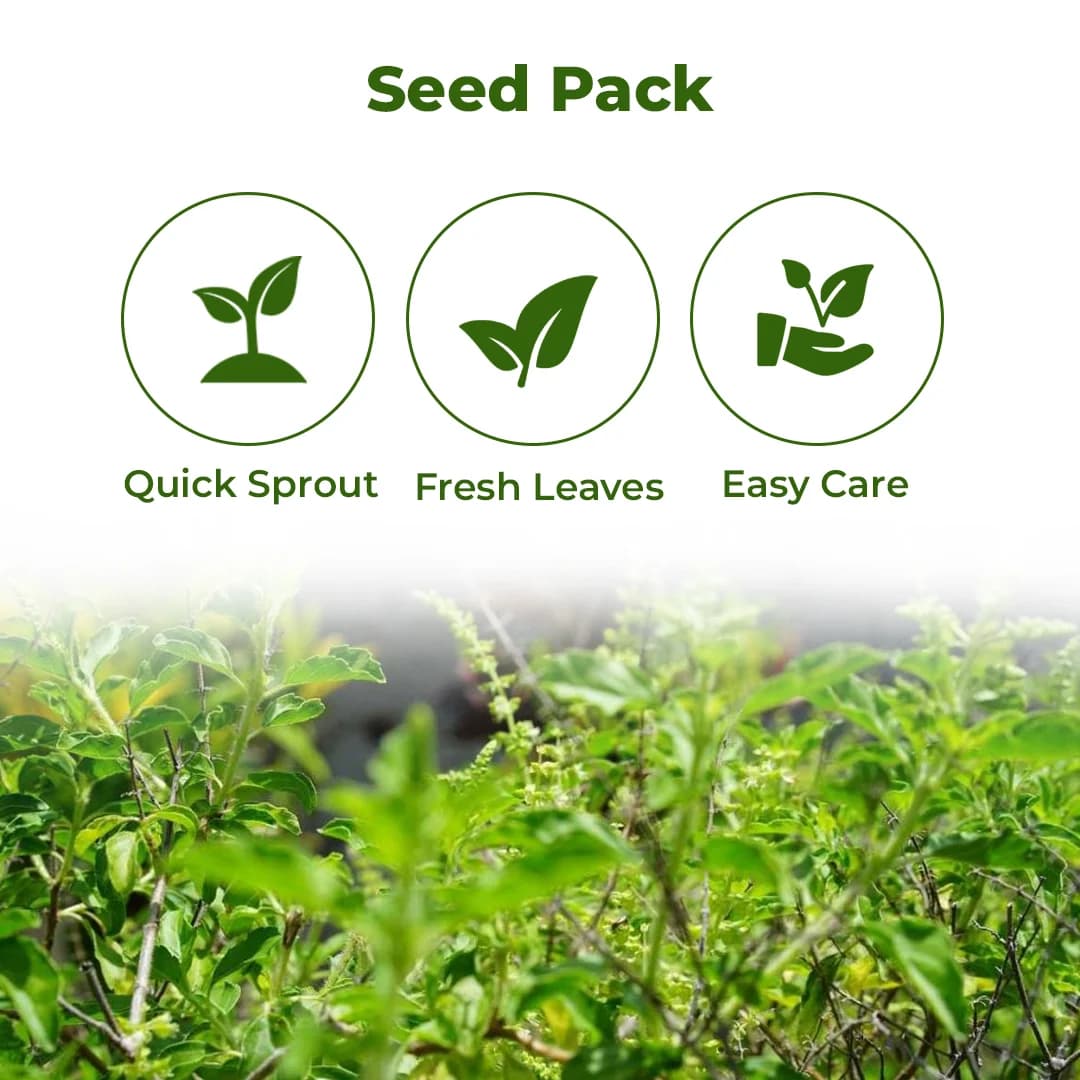 SRI SAI FORESTRY- Natural Tulsi Seed or Holy Basil Seeds, Indian Tulsi Plant Seeds, Flower Seeds - Image 3