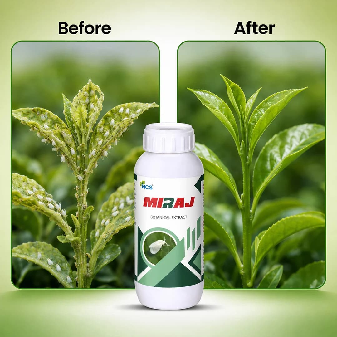 NCS Miraj Botanical Extract - Bio Pesticide - Image 6