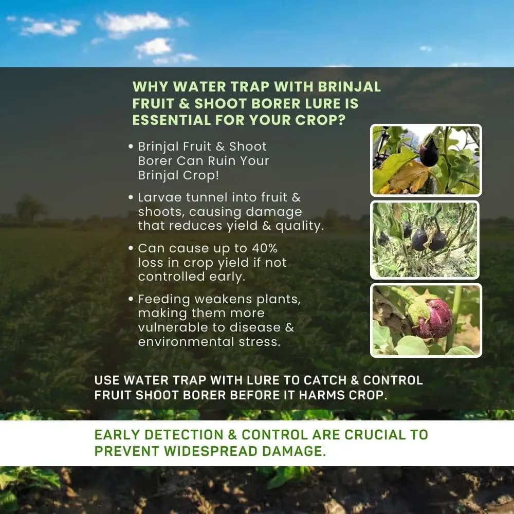 Chipku Pheromone Trap Funnel With Leucinodes Orbonalis Lure, To Catch Insect Moth Of Brinjal Fruit and Shoot Borer Lucin, Trap And Lure - Image 8