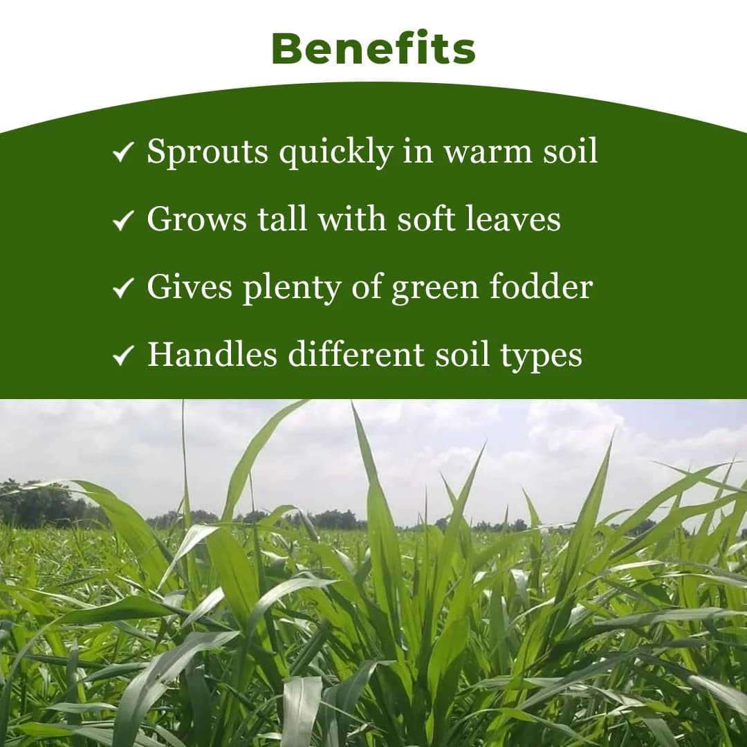 Sri Sai Forestry Bajra Napier Hybrid Grass Seeds, Multi Cut Grass Seed and Animal Fodder - Image 4