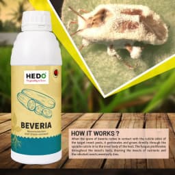 HEDO Beveria (Beauveria Bassiana) Liquid Bio Pesticide, Controls Sucking Pests, Grubs, Termites, And Bollworms Effectively 3