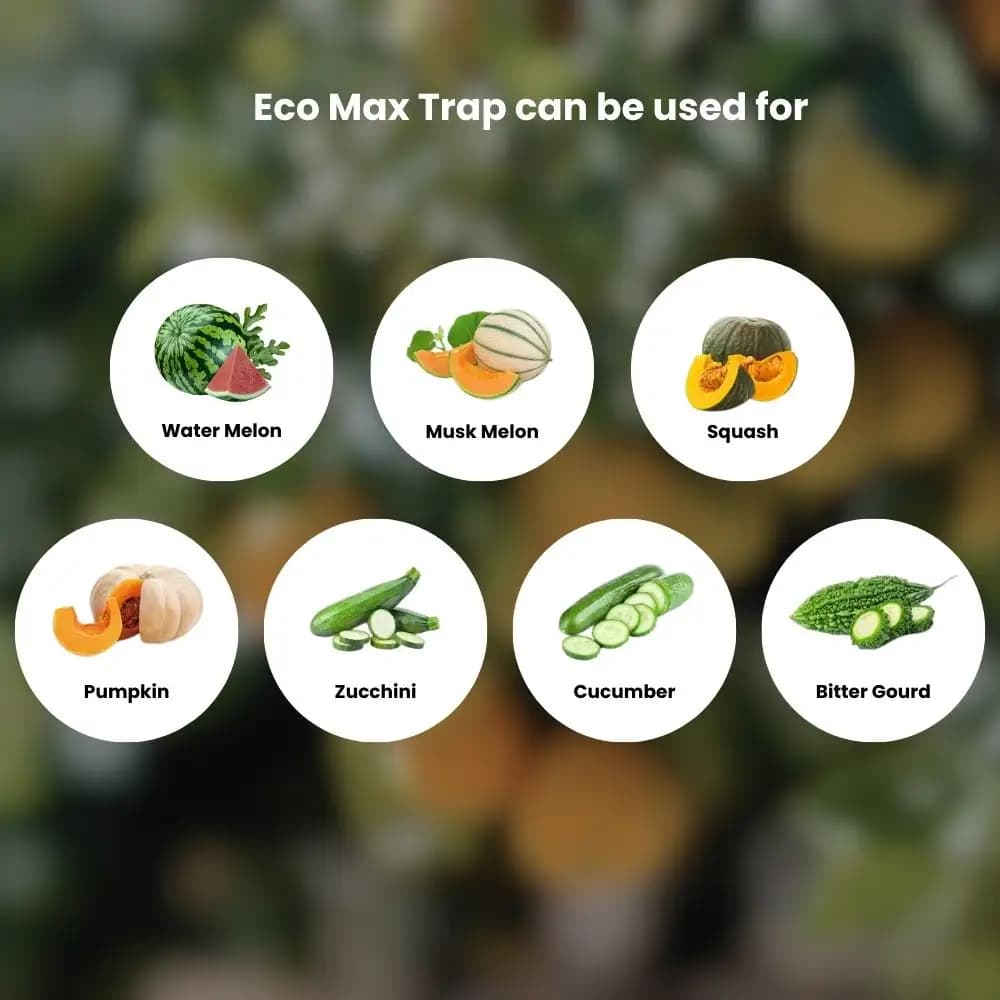 Chipku Pheromone Ecomax Trap With Melon Fly Lure (Bactrocera Cucurbitae) Feeding By The Larvae. For Gourds, Pumpkin, Tomato, Water Melon, Zucchini - Image 7