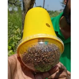 Green Revolution Yellow IPM Trap With Melon Fly Lure, Effective For Fly Control In Vegetable 6