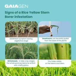 Gaiagen Scirpo Lure for Yellow Rice Stem Borer (Scirpophaga Incertulas) Pheromones Lure And Funnel Insect Traps 3