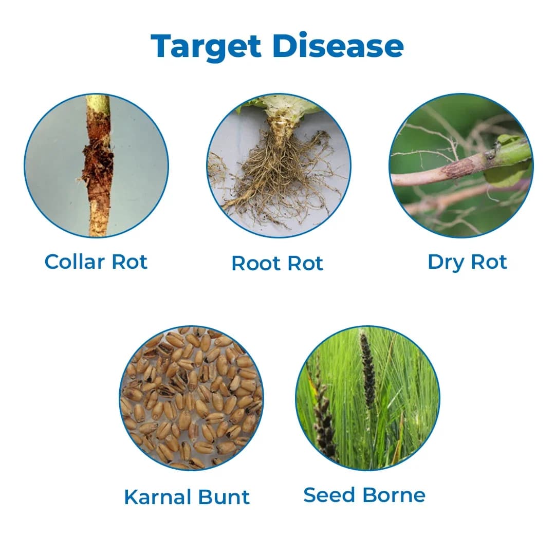Dr. Bacto\'s Dermus (Trichoderma Viride) Use Soil Application, Seed treatment, and Foliar Spray - Image 3
