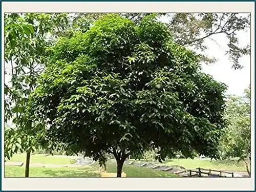 RK Seeds - Mimusops Elengi, Bullet Wood, Indian Medlar Elengi, Thick Shade Tree, Bakul Tree Seeds, For Growing , Maulsari, Spanish Cherry for planting