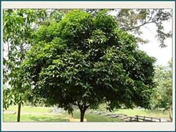 RK Seeds - Mimusops Elengi, Bullet Wood, Indian Medlar Elengi, Thick Shade Tree, Bakul Tree Seeds, For Growing , Maulsari, Spanish Cherry for planting 1