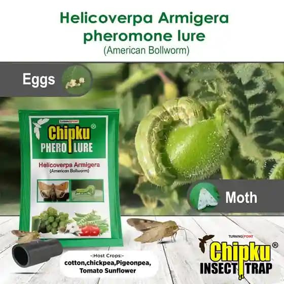 Chipku Pheromone Trap Funnel With Helicoverpa Armigera Lure To Catch Insect Moth of Green Leaf Eating Caterpillar. Useful in Cotton, Tomato & Others - Image 4