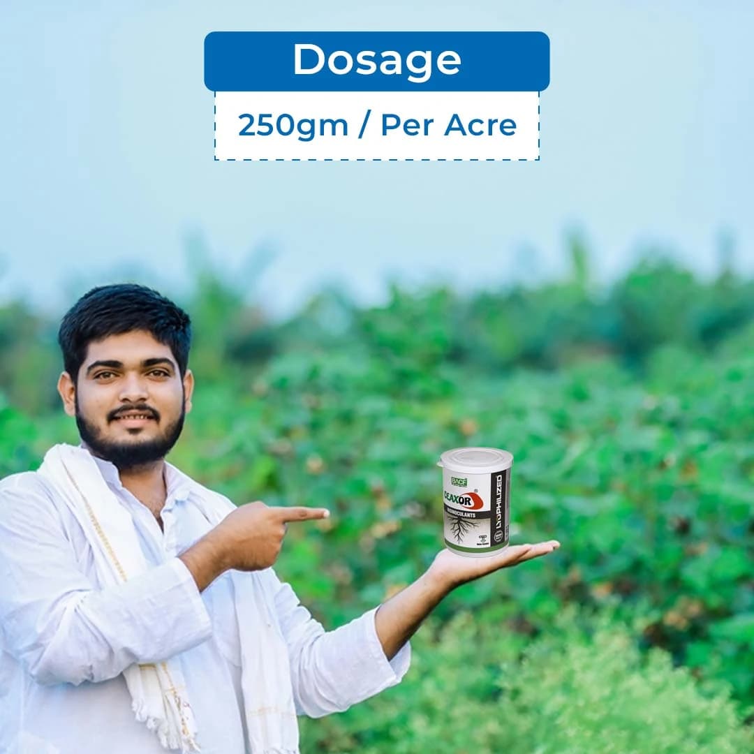 BACF Lyo Ceaxor, Unique combination of Compatible lyophilized Bacillus Strains - Image 5