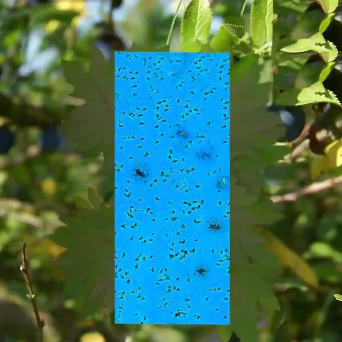 Katyayani Blue Sticky Traps, Effective Solution For Controlling Flying Pests (30 cm x 12 cm) - Image 2