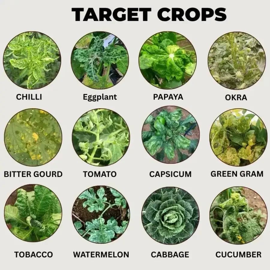 VC-100 Combo Pack (VC-100 1 Kg + Aceta Pro 200 Gm + Double Engine 250 Gm) Effective For Virus And Pest Control - Image 5