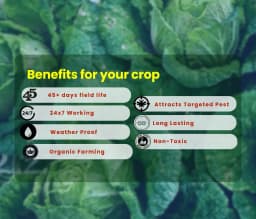 Chipku Pheromone Water Trap With Lure Plutella Xylostella To Catch Insect Diamond Black Moth (DBM) On Cabbage, Brocolli, Cauliflower Plants. 5