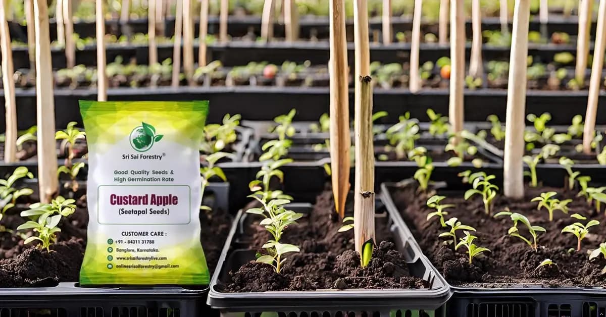 SRI SAI FORESTRY Custard Apple Seeds, Sitafal Ke Beej, Sugar Apple Seeds, Sweetsop Seeds, Annona squamosa Fruit Tree Seeds - Image 11