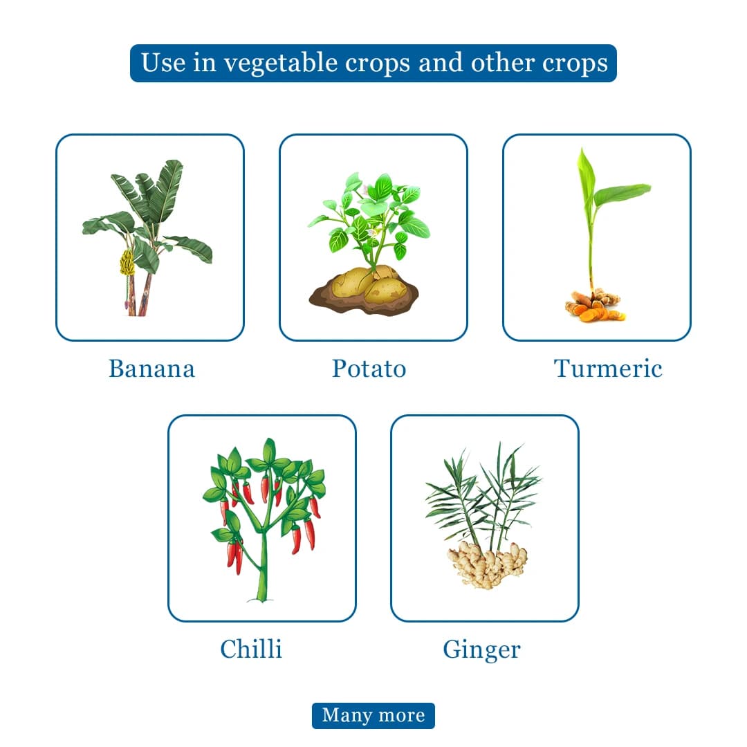 ROM Try Pae Mix (Bio Fungicide and Nematicide) Liquid Formulation Containing Trichoderma Viride and Paecilomyces Lilacinus In a 50:50 Proportion - Image 4