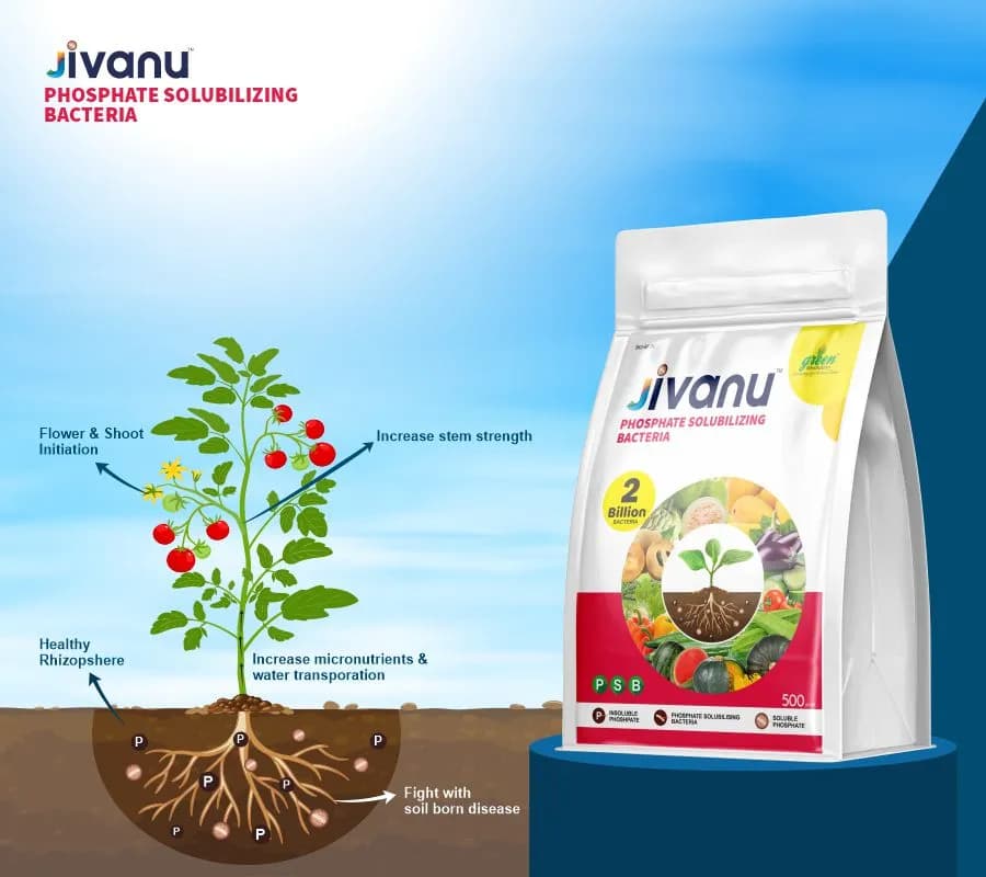 Jivanu Phosphate Solubilizing Bacteria Bio Fertilizers, Increase Stem Strength - Image 2