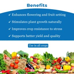 Bhumi Mr. Nano (Jasmonic Acid 1%) Nano Technology Based Flower Booster, Increases The Number Of Flowers In Crops & Also Reduces Flower Fall 4