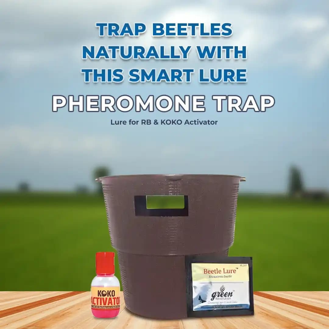 Pheromone Trap & Lure for RB (Rhinoceros Beetle) KOKO Activator Free, For Coconut, Date Palm, Oil Palm, Arecanut Palm. - Image 2