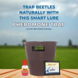 Pheromone Trap & Lure for RB (Rhinoceros Beetle) KOKO Activator Free, For Coconut, Date Palm, Oil Palm, Arecanut Palm. 2