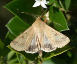 Funnel Trap And Helic O Lure (Helicoverpa Armigera Pheromone) For Brinjal, Gram, Red gram, Cow pea, Ground Nut, Soyabean and Tomato. 1