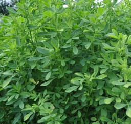 Sri Sai Forestry Barseem Grass Seeds For Goat, Barseem Seed For Cattle, Multi Cut Grass Seeds 4