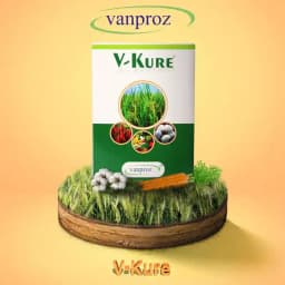 V Kure Bactericide & Fungicide Special, 100 % organic , Combination Of Eugenol, Thymol, potassium salts, cationic surface agent, sodium salts. 1
