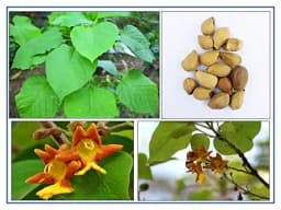 RK Seeds - Gmelina arborea seeds, Gamhar seed, White Teak, Gmelina, goomar teak seeds, Kashmir tree, Malay beechwood seeds, white teak seeds, Yamane, 1