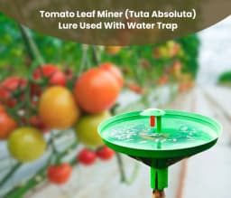 Chipku Pheromone Water Trap With Tuta Absoluta Lure To Catch Insect Tomato Leaf Miner (TLM) of Tomato, Potato, Egg Plant etc. 5