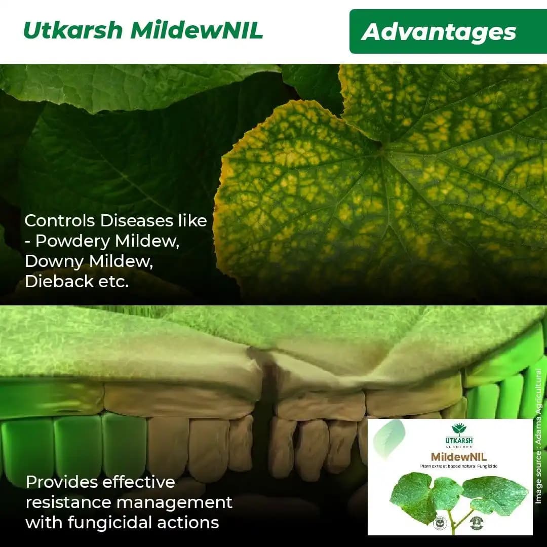 Utkarsh MildewNIL Plant Extract Based Natural Fungicide For Powdery And Downy Mildew - Image 2