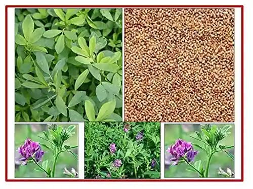 RK Seeds Grass seeds, Alfalfa seeds , Lucerne seeds, Medicago Sativa , Cattle grass seeds , Fodder, grass seeds, Kuthirai masal grass seeds - Image 3
