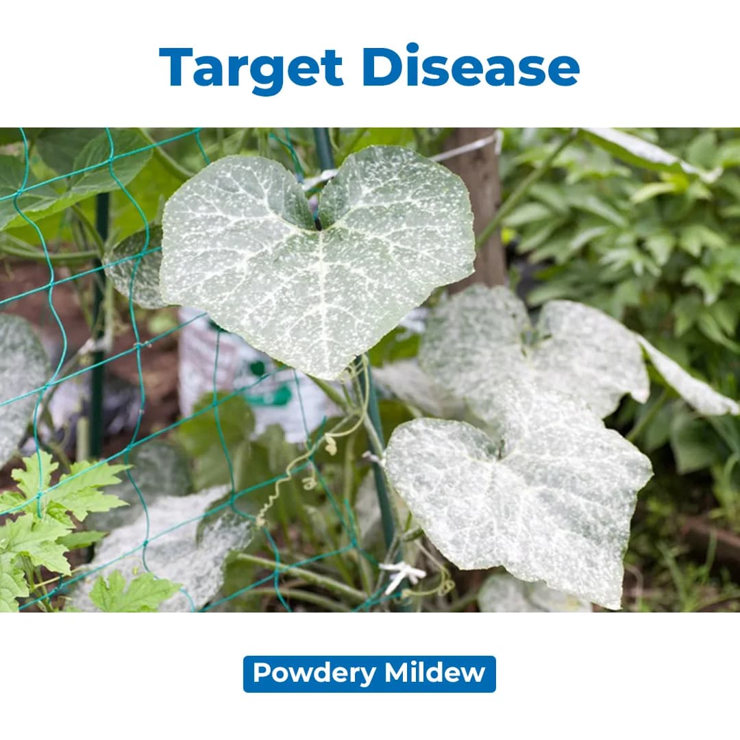 Dr. Bacto\'s Ampelo (Ampelomyces Quisqualis) Effective On Powdery Mildew of Fruits and Vegetable Crops - Image 3