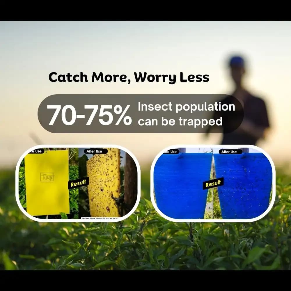 Chipku A5 Yellow & Blue Sticky Trap For Insects, For Garden & Agriculture To Control Whiteflies, Aphids, Thrips, Jassids - Image 8