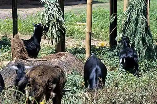 RK Seeds Grass seeds, Alfalfa seeds , Lucerne seeds, Medicago Sativa , Cattle grass seeds , Fodder, grass seeds, Kuthirai masal grass seeds - Image 4