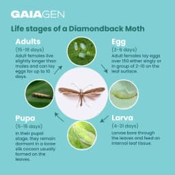 Gaiagen DBM Lure and Traps Pheromone Lure for Diamondback Moth (Plutella xylostella) & Insect Water Trap (Wota-T) 5