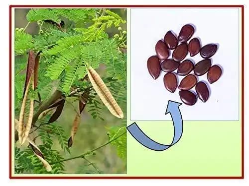 RK Seeds Subabul Tree Seeds , Subabul Fodder cattle Seed , Subabul , Safed Babool , Soundal , Fodder Seeds , Leucaena Leucocephala,River tamarind - Image 2