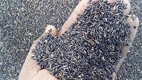 Sri Sai Forestry CSV-33 MF Anant Fodder Grass Seeds, High Yield Multi Cut Grass Seed - Image 7