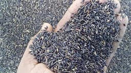 Sri Sai Forestry CSV-33 MF Anant Fodder Grass Seeds, High Yield Multi Cut Grass Seed 7