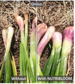 Nutribloom Organic Liquid Humic & Fulvic Acid, Product of USA Plant, Best Plant Stimulator 1